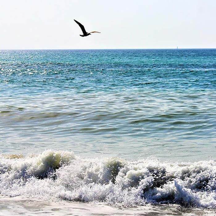Image of seagull flying over the ocean. This is the main image for a page about organizational culture consulting.