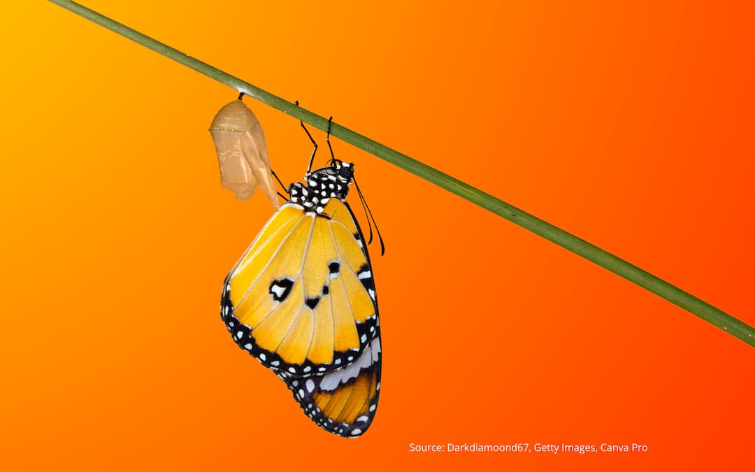 Bright orange image of a butterfly to illustrate resolving an identity crisis.