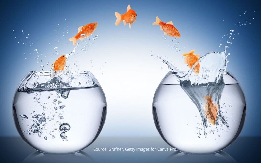Goldfish jumping from one bowl to the next to illustrate concept of positive change.