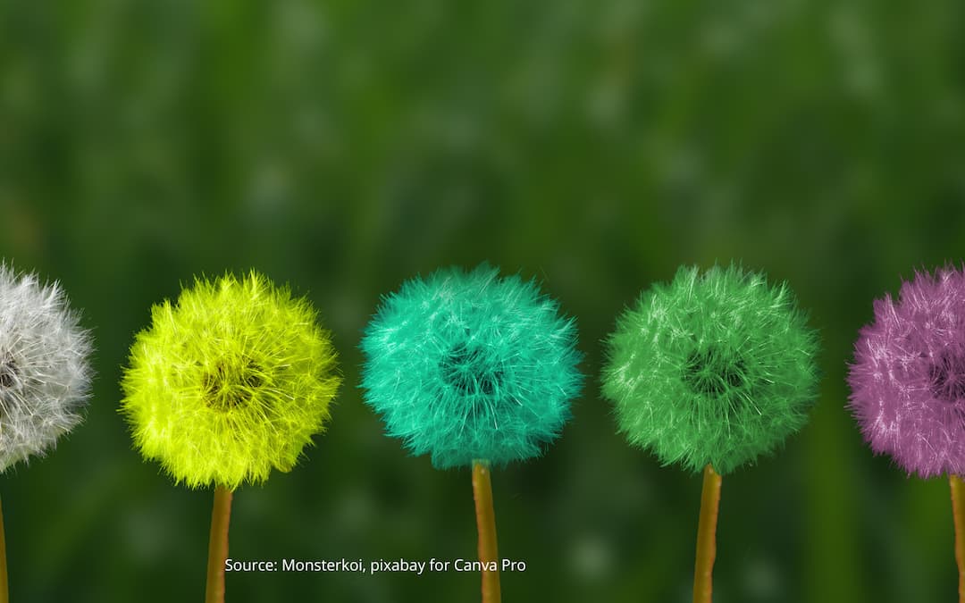 Different colored dandelions to illustrate the benefits of cultural transformation.