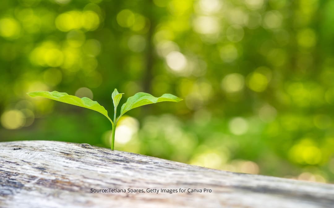 Sprout growing from tree to illustrate the necessity of reinvention.