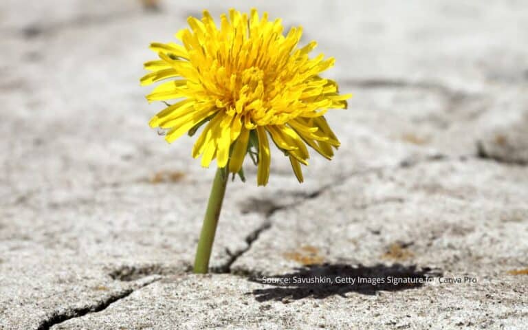 A flower growing out of rock to represent impostor syndrome.
