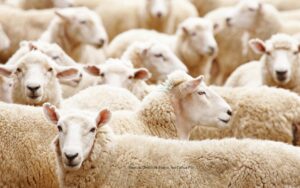 Image of a herd of sheep to illustrate a blog post on herd mentality.