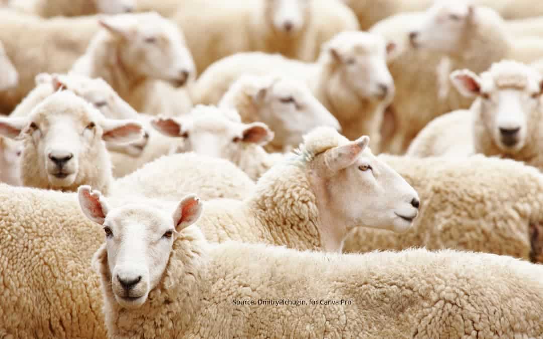 What is Herd Mentality and How Does It Affect Us? Exceptional Futures