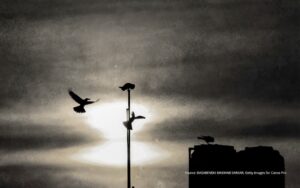 Grainy black and white image of birds on a flagpole, to illustrate the challenge of learning how to cope with uncertainty.